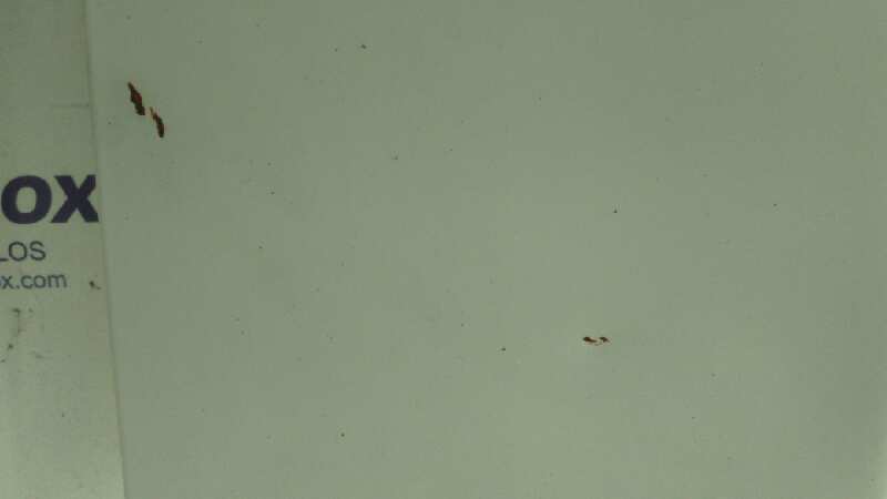 CAPO VOLKSWAGEN GOLF II (191/193) - vista 4