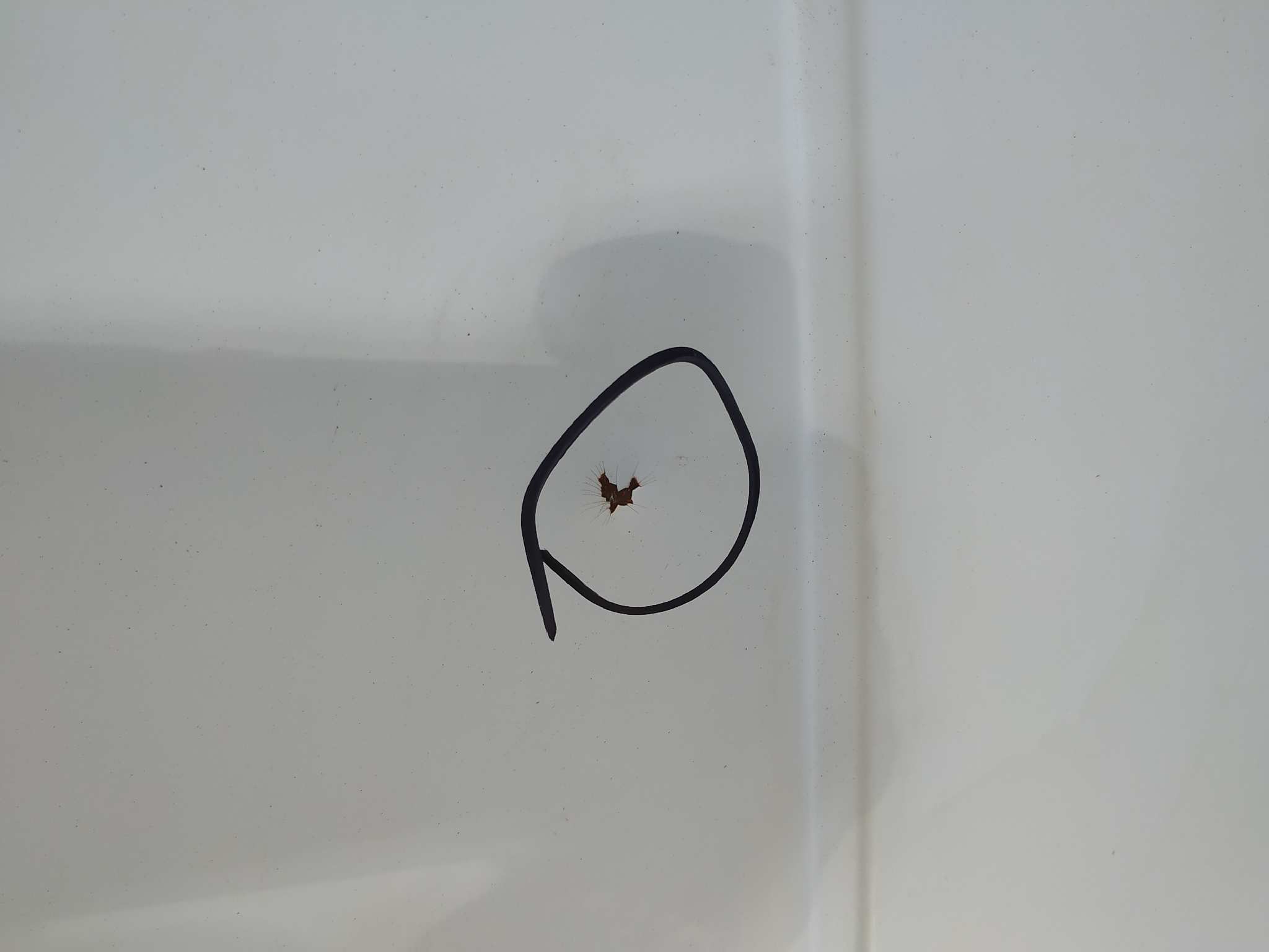 CAPO LANCIA DELTA - vista 9