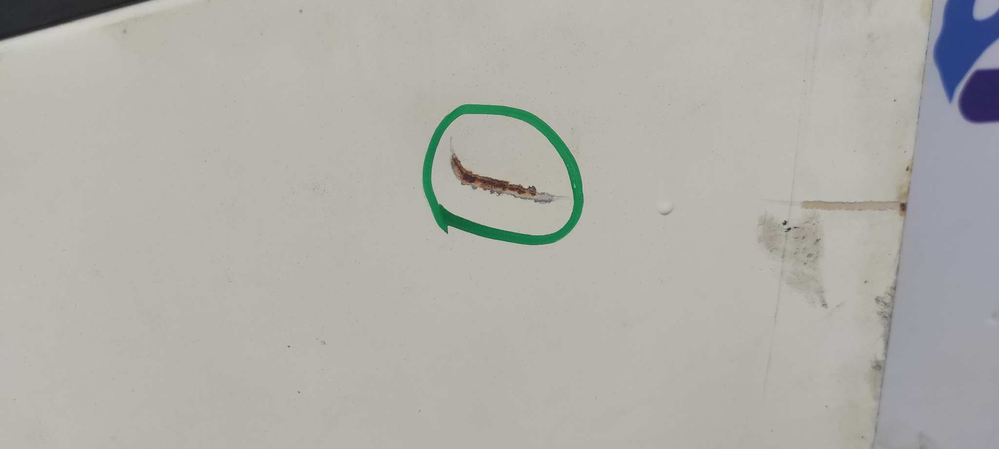 PUERTA DELANTERA IZQUIERDA IVECO SUPERCARGO (ML) - vista 7